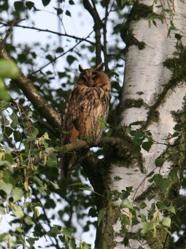 Uhu.JPG